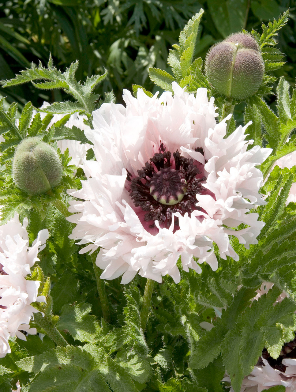 Papaver orientale 'Miss Piggy'